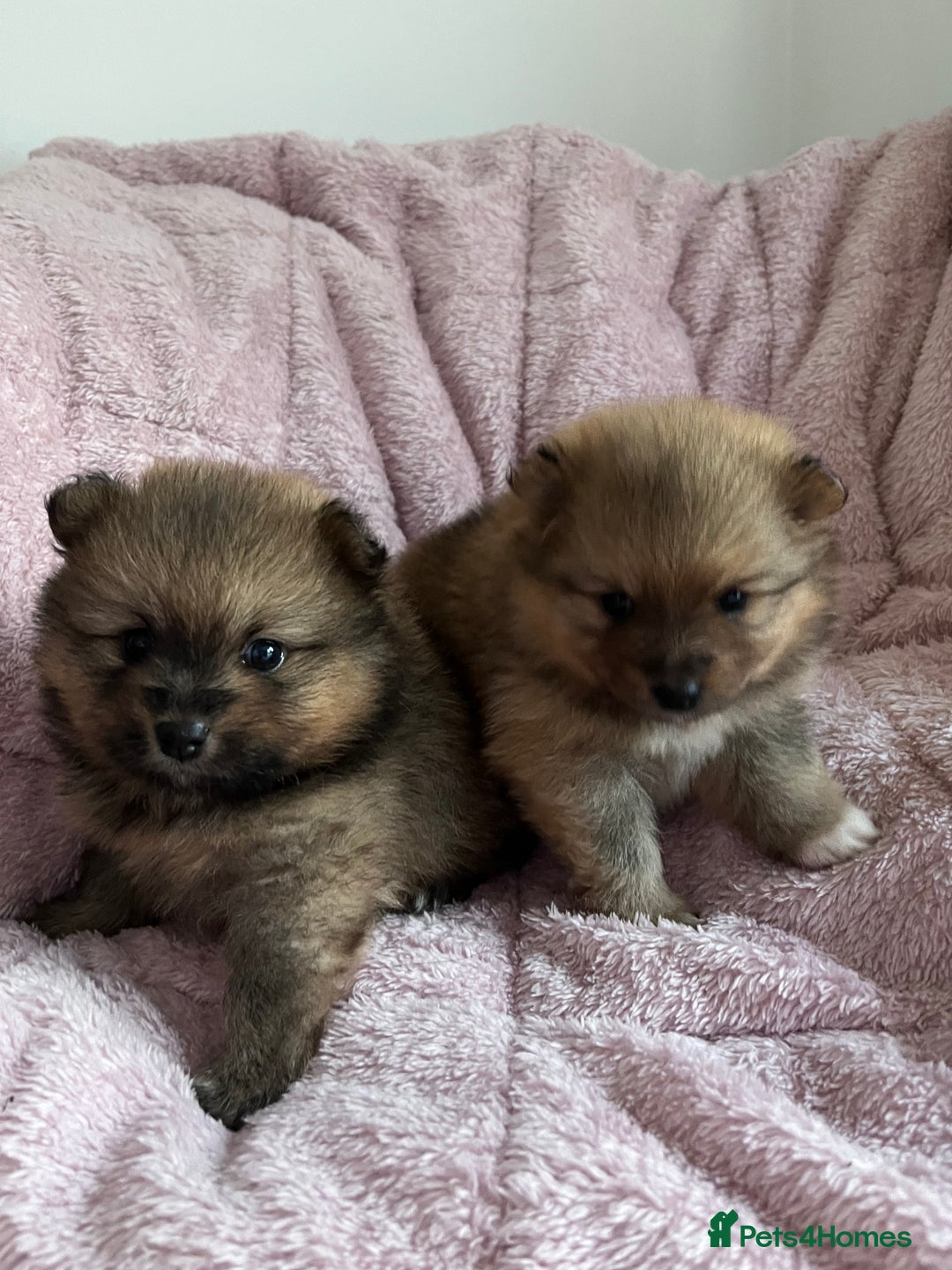 Pomeranian dogs for sale: 2 beautiful Pomeranian Puppy’s  - Image 8