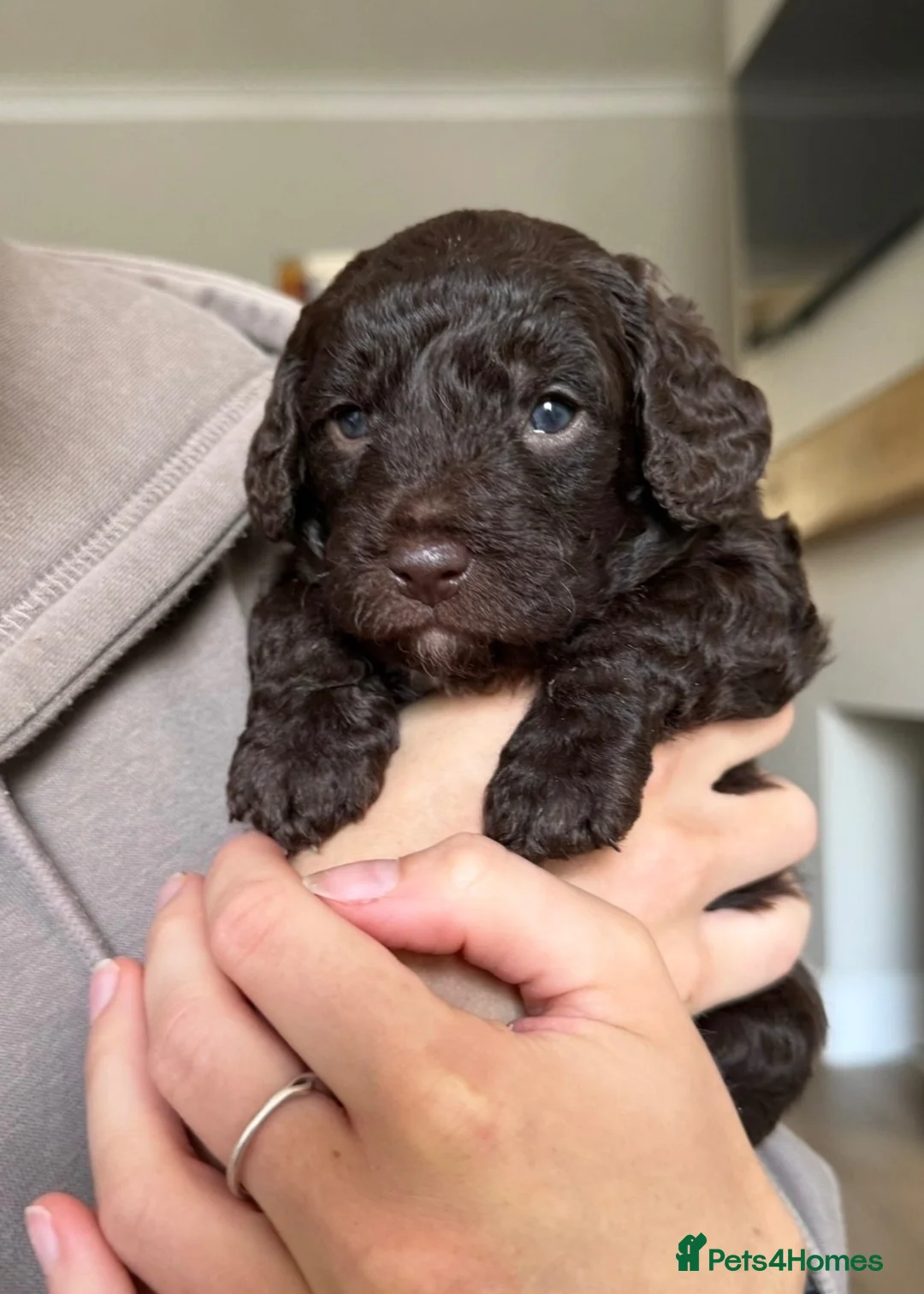 Mixed Breed dogs for sale: f1b beaglepoos - Advert 2