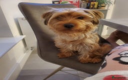 Yorkshire Terrier dogs for stud: Handsome Yorkshire Terrier available for stud! - Image 4