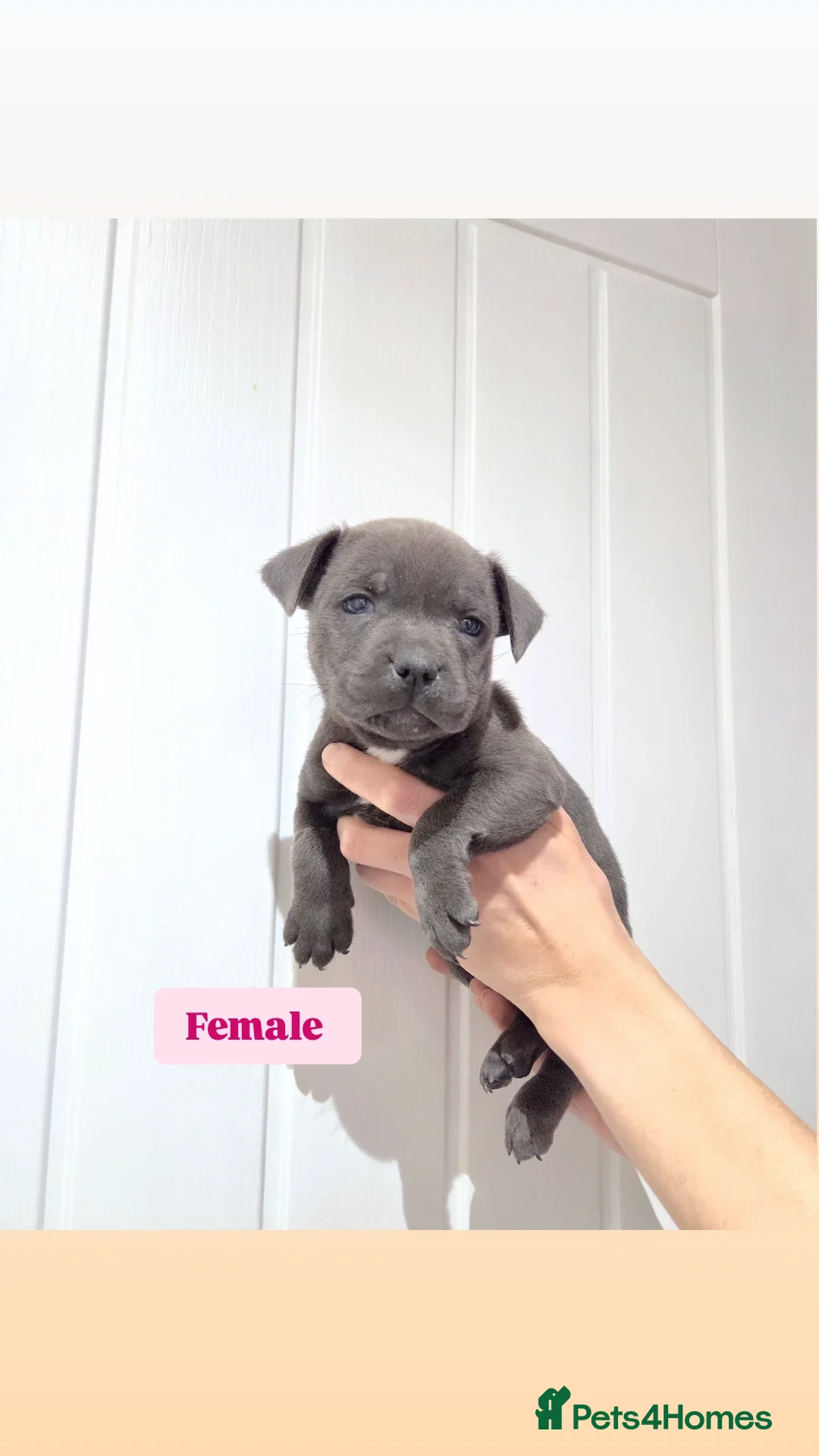 Staffordshire Bull Terrier dogs for sale: Exceptional Blue Staffordshire Bull terrier pups - Advert 6