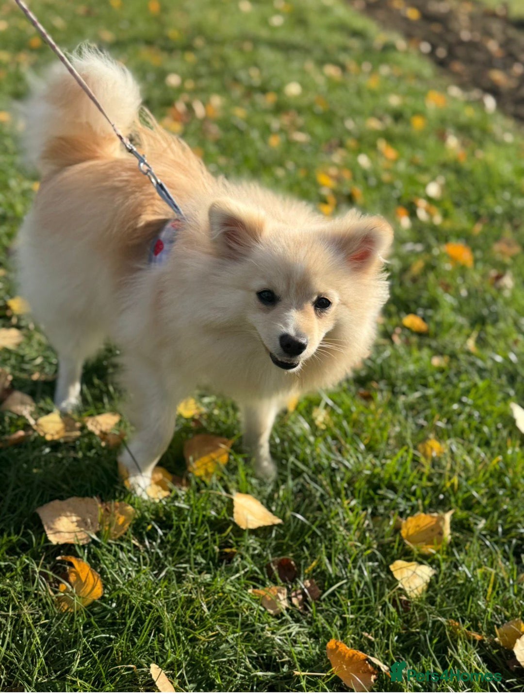 Pomeranian dogs for sale: 9 month old female Pomeranian - Advert 2