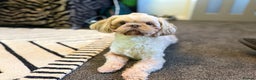 Shih Tzu dogs for stud: KC Reg Lavender Shih Tzu, Young Stud, FullPedigree - Advert 1