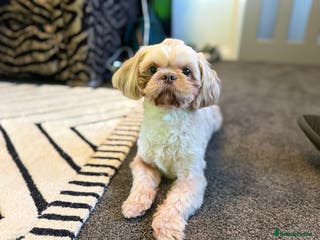 Shih Tzu dogs KC Reg Lavender Shih Tzu, Young Stud, FullPedigree - Advert 6