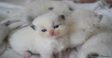 Ragdoll cats - Advert 7