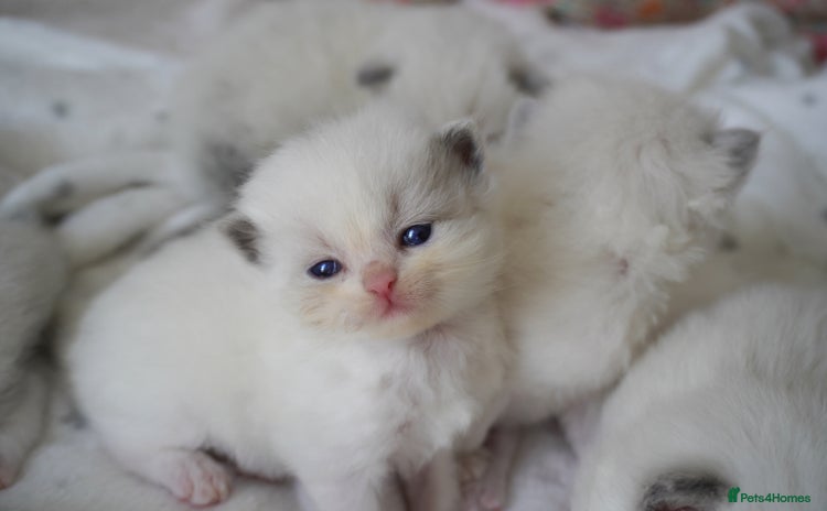 Ragdoll cats - Advert 2