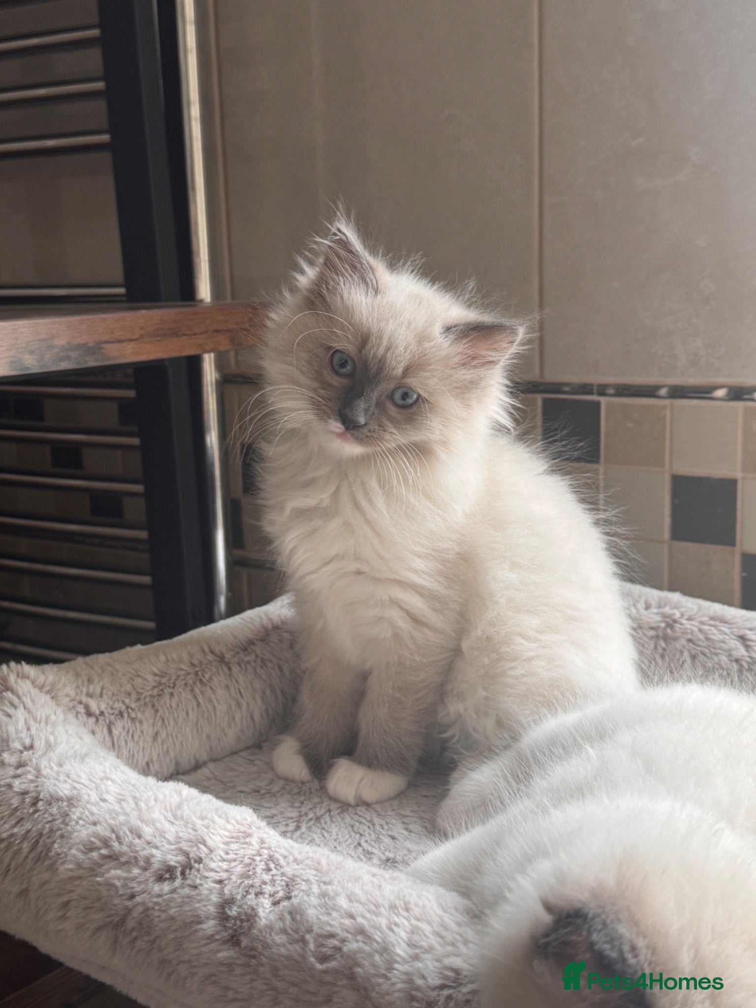 Ragdoll cats Mum, dad and kitten for sale - Advert 10