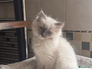 Ragdoll cats Mum, dad and kitten for sale - Advert 10