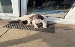German Shorthaired Pointer dogs for sale: German shorthaired pointer - Image 2