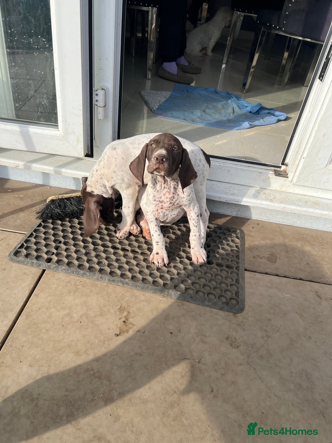 German Shorthaired Pointer dogs for sale: German shorthaired pointer - Image 2