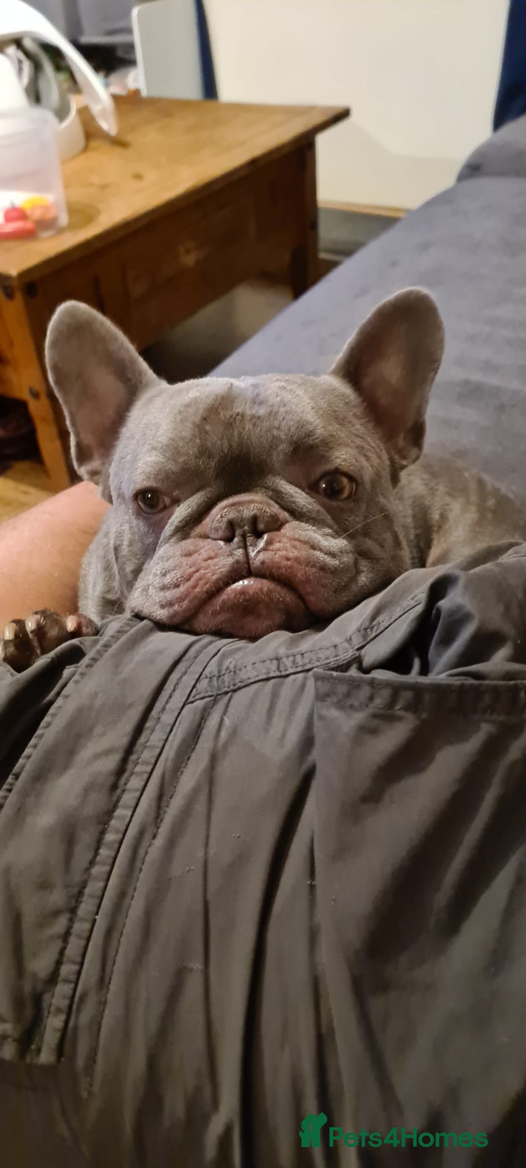 French Bulldog dogs for adoption: ❤️🐶 TILLY & 💙🐶 MARLEY – Two Loving Companions - Advert 21