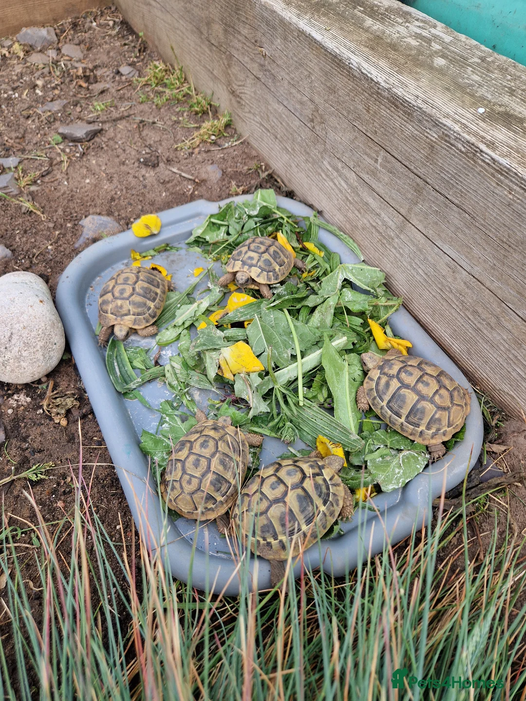 Hermann Tortoise reptiles for sale: Hermanns Tortoise - Advert 3