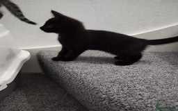 Mixed Breed cats for sale: Immediate collection Male kitten in Grove Park  - Image 3