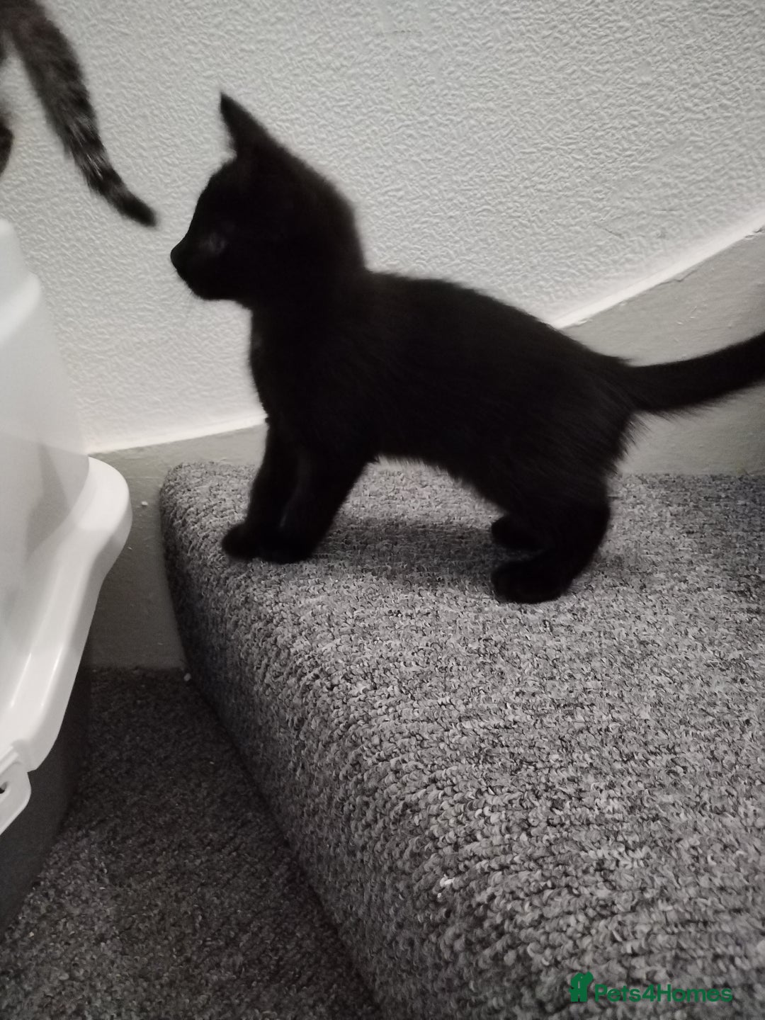 Mixed Breed cats for sale: Immediate collection Male kitten in Grove Park  - Image 3