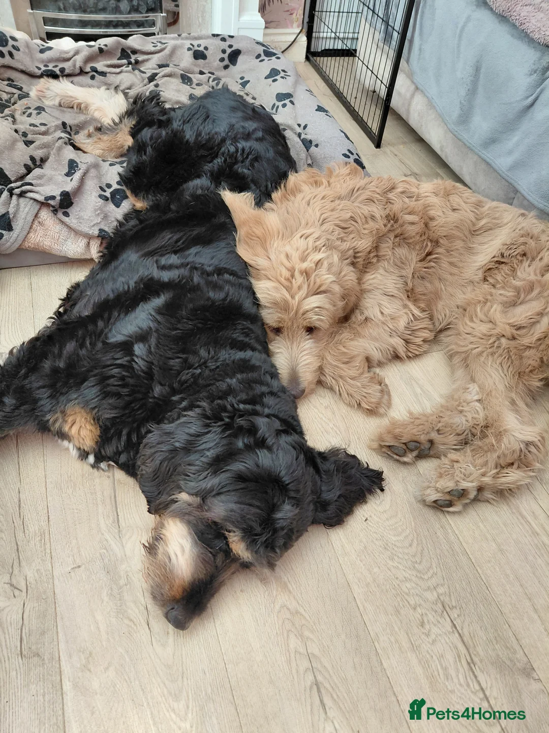 Double Doodle dogs for sale: Golden Mountain doodle  - Advert 2