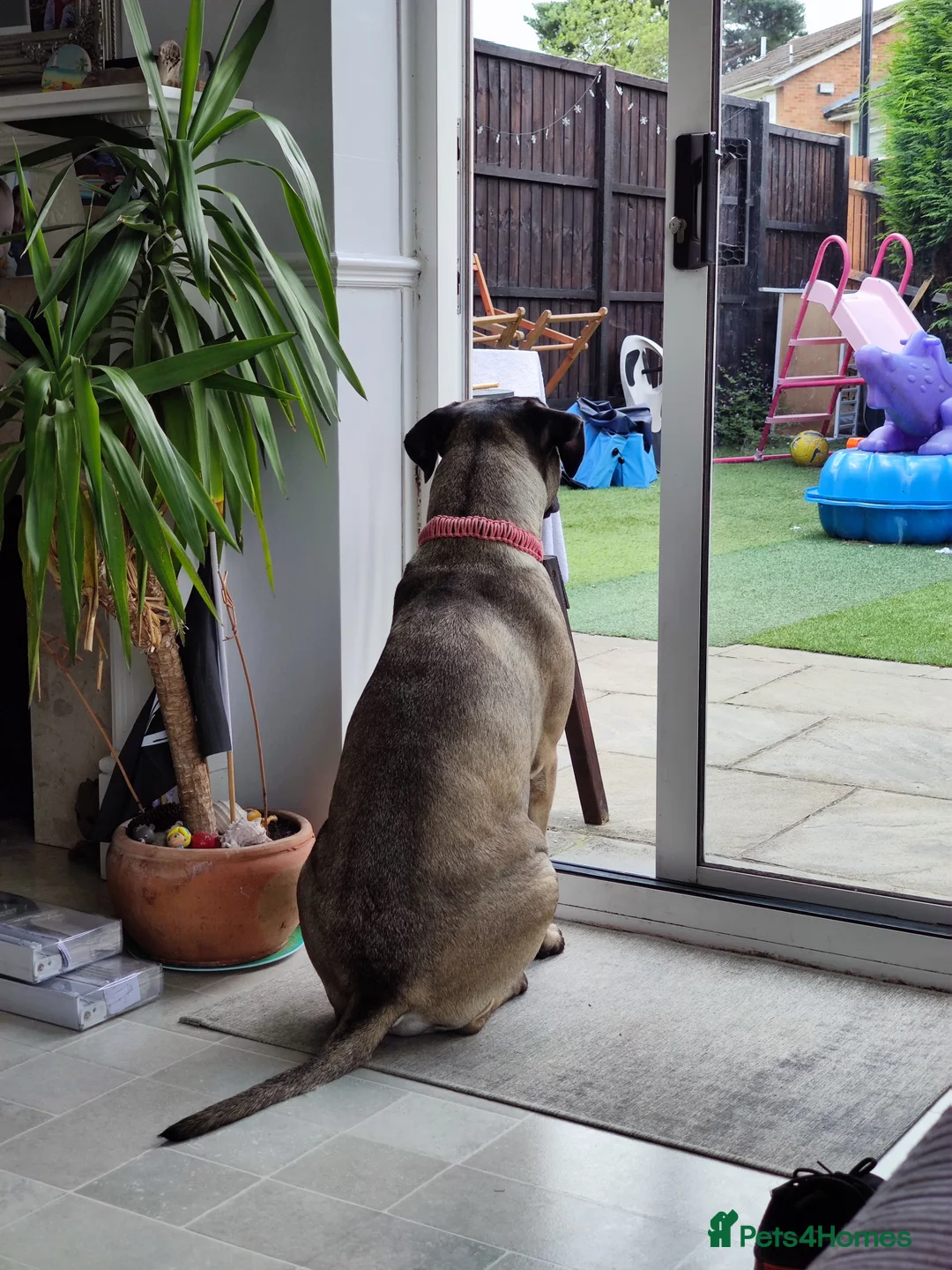 Bullmastiff dogs for sale: Urgently looking to rehome Taz the Bullmastiff  - Advert 3