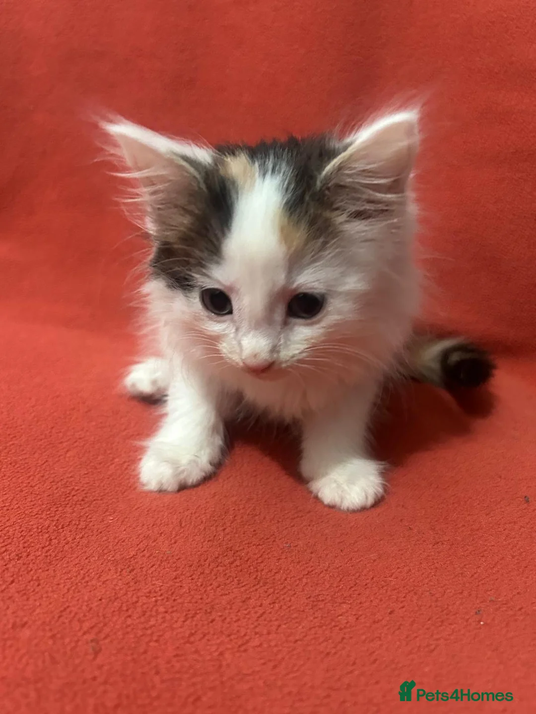 RagaMuffin cats for sale: Kittens for sale  - Advert 25