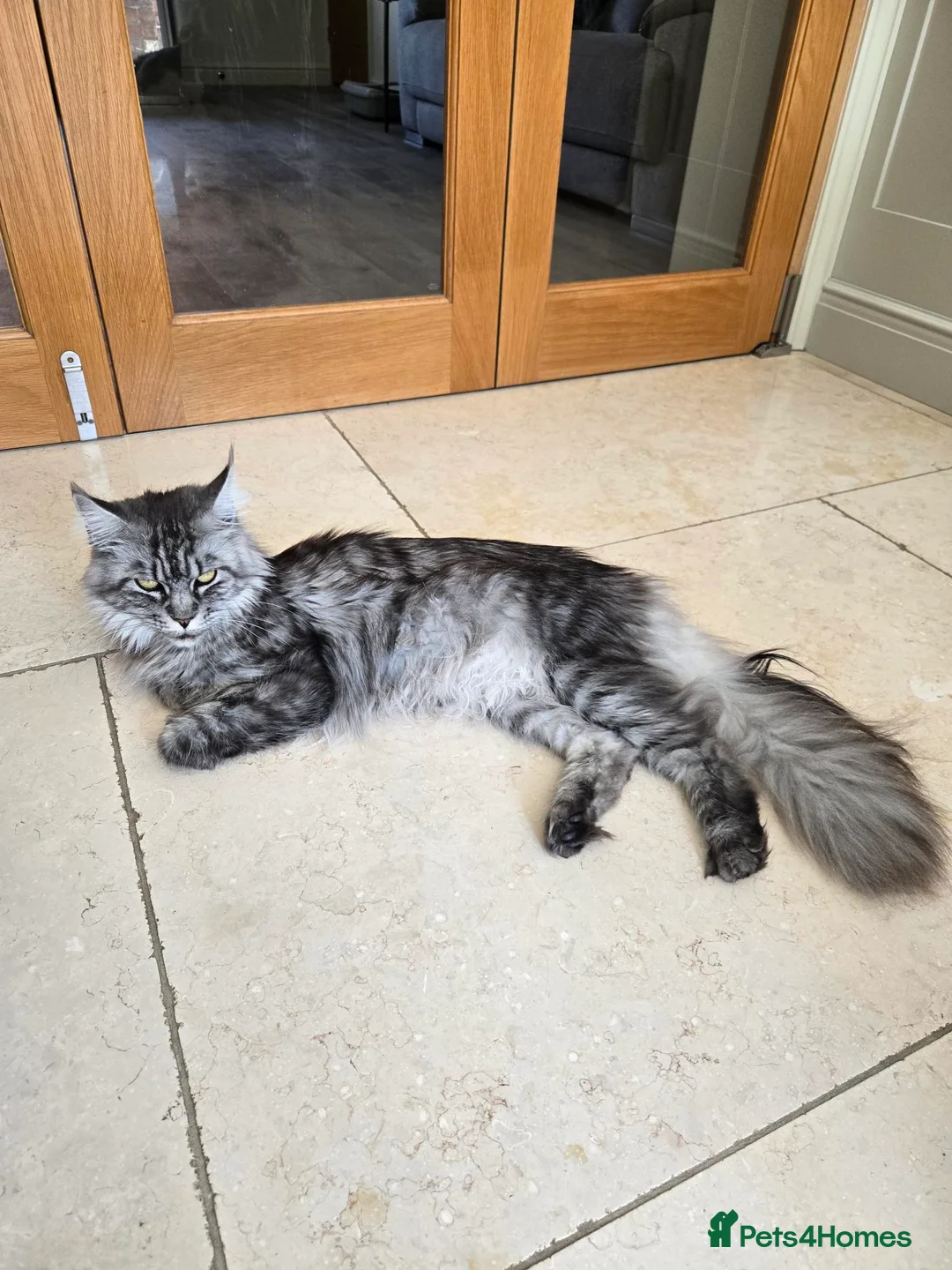 Maine Coon cats for sale: Maine Coon Female  - Advert 2