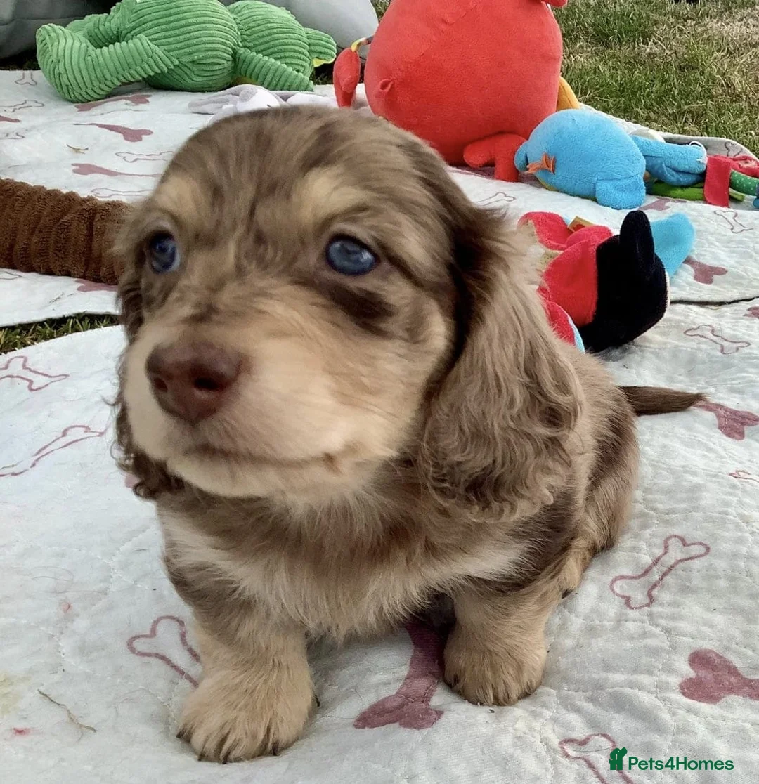 Miniature Dachshund dogs for sale: Long Haired Miniature Dachshund Pups - READY SOON! in Plymouth - Advert 5