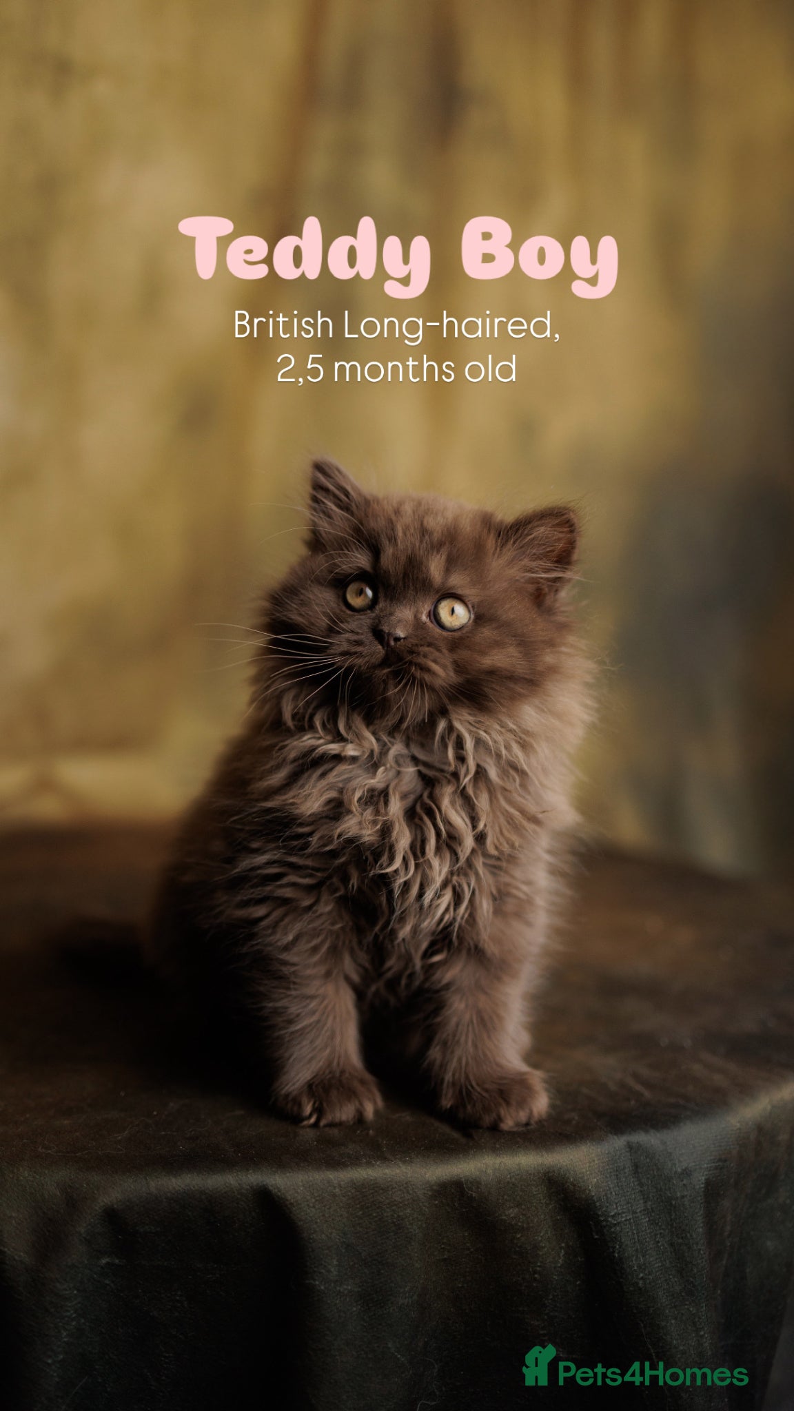 British Shorthair cats British Short Long-haired Chocolate Brown Fawn Red - Advert 1
