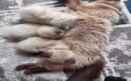 Ragdoll cats for sale: 3 stunning ragdoll x kittens - Image 9