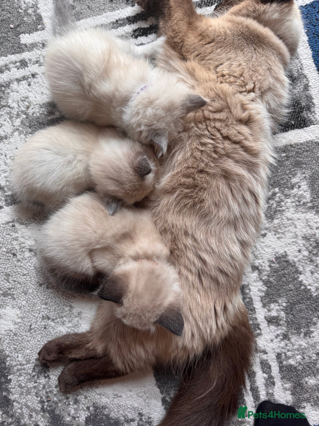 Ragdoll cats for sale: 3 stunning ragdoll x kittens - Image 9