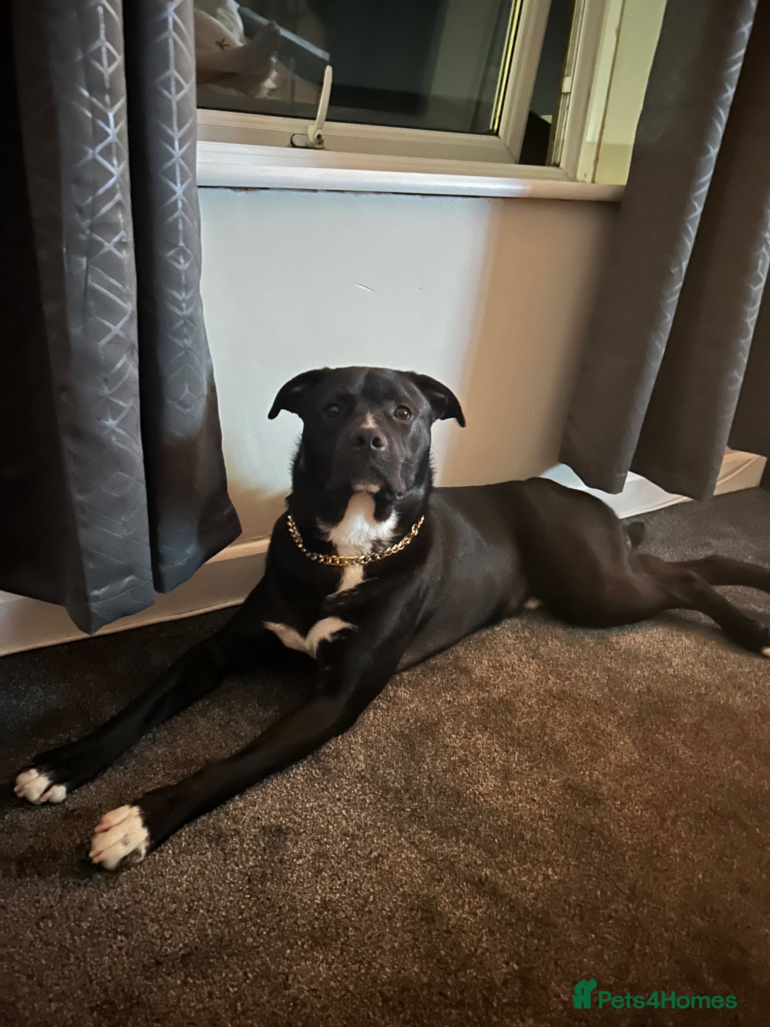 Mixed Breed dogs Beautiful boy for rehoming  - Advert 2