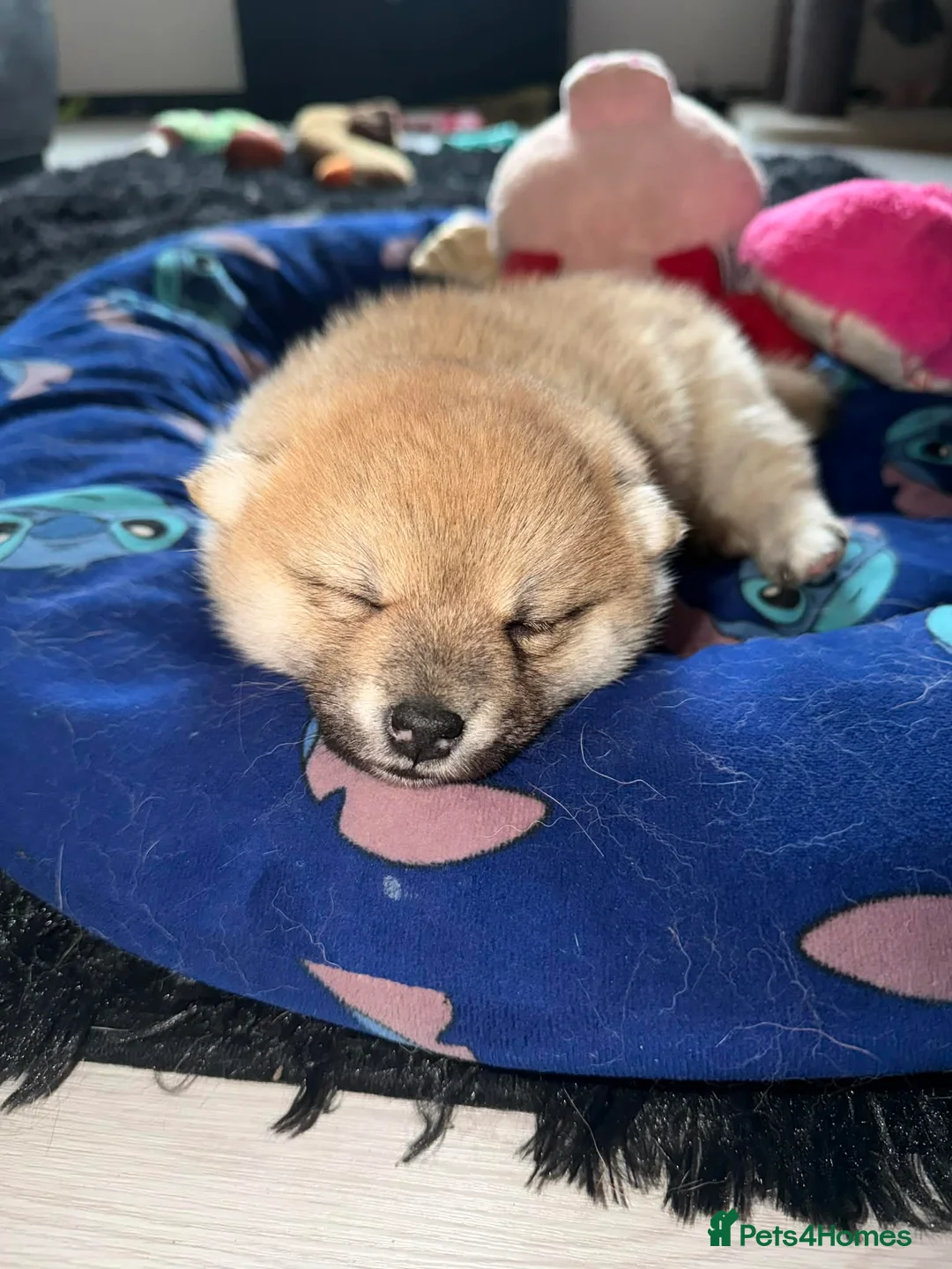 Mixed Breed dogs for sale: 3/4 Japanese Shiba Inu - Advert 2