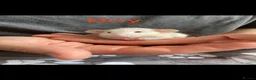 Rat rodents for sale: Adorable Dumbo Baby Rats, Looking For Loving Homes - Advert 15