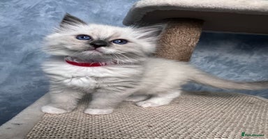 Ragdoll cats - Advert 4