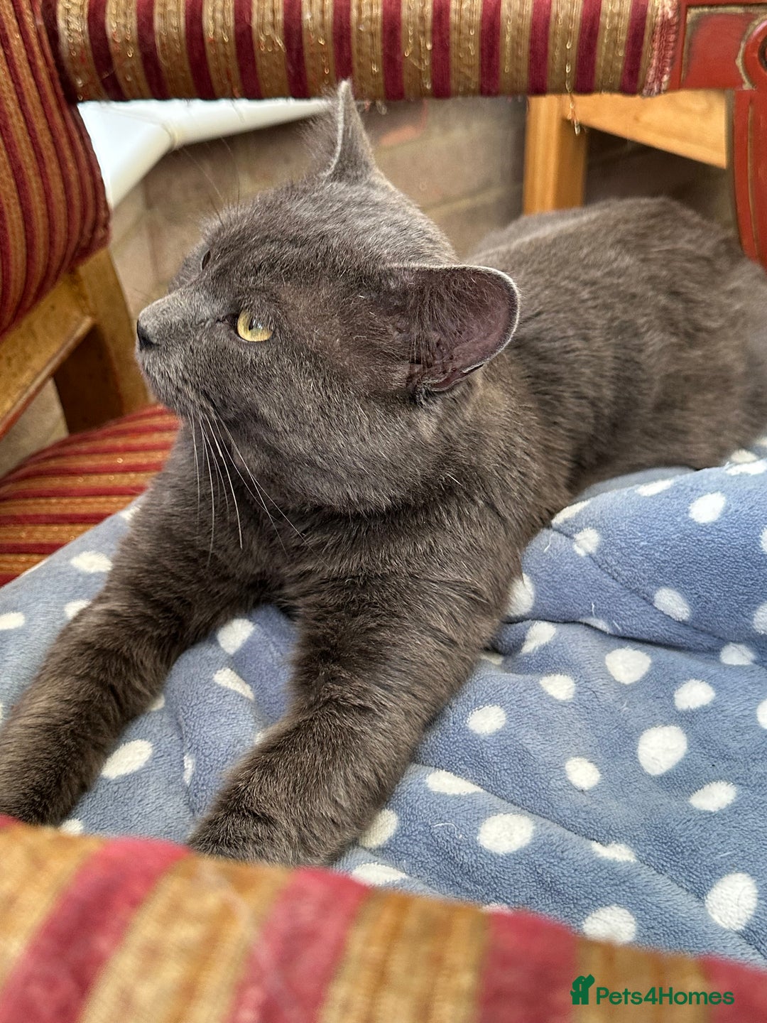 Chartreux cats for sale: ADOPTION - Perfect Cat - Rare Breed - Image 4