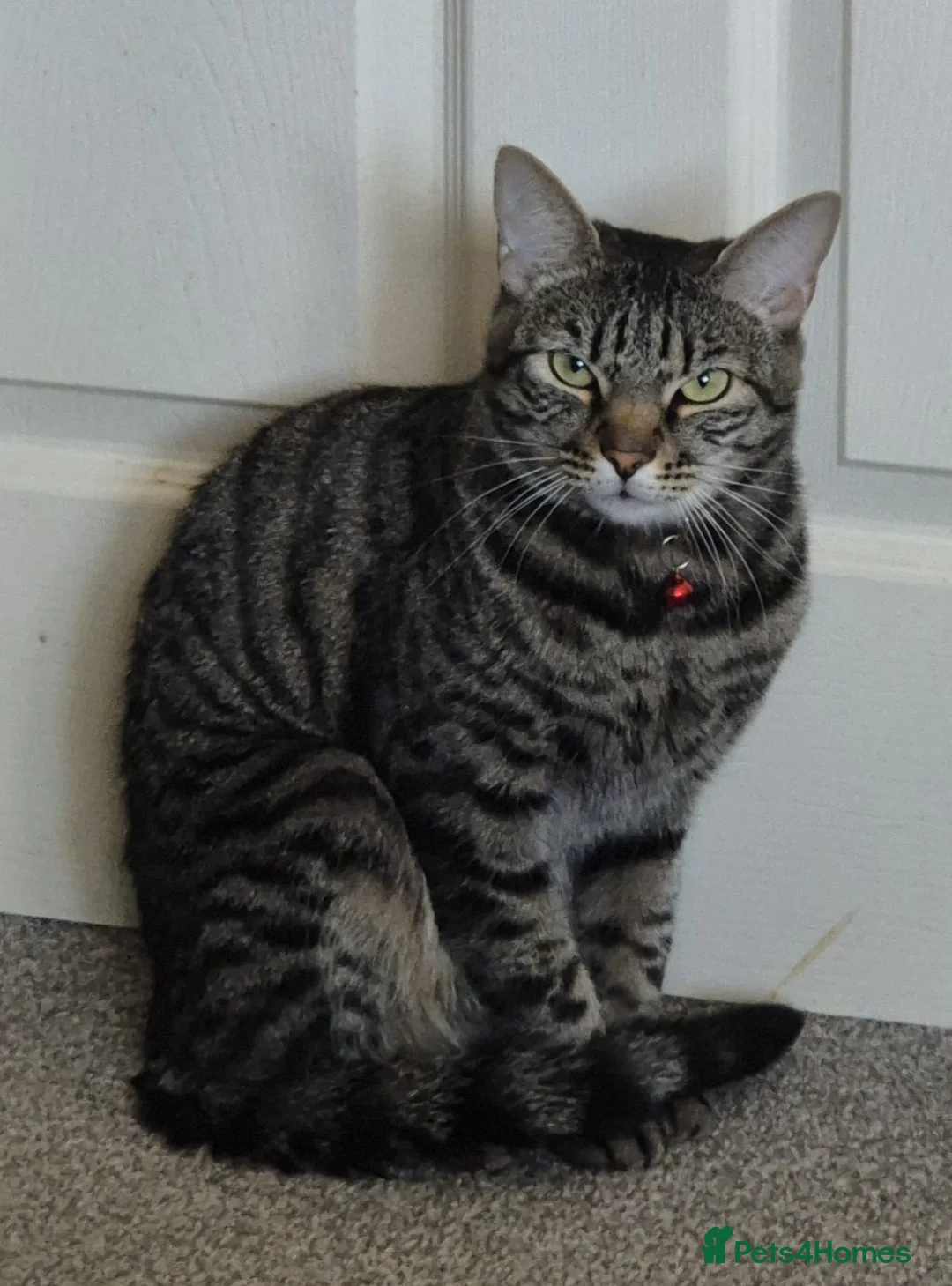 Mixed Breed cats for sale: Handsome Bengal X Domestic Shorthair (Indoor Cat) - Advert 2