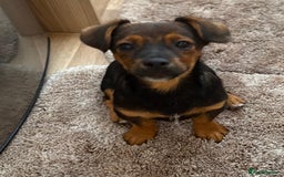 Jack Russell dogs for sale: Traditional Short-legged Jack Russell Boy. - Image 7