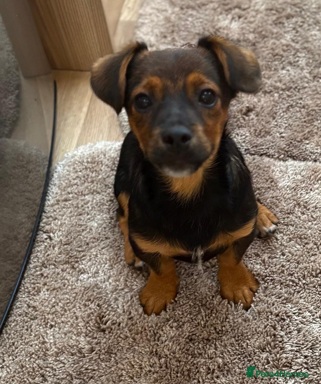 Jack Russell dogs for sale: Traditional Short-legged Jack Russell Boy. - Image 7