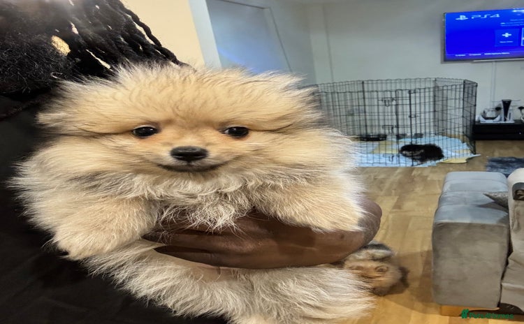 Pomeranian dogs in London - Advert 14