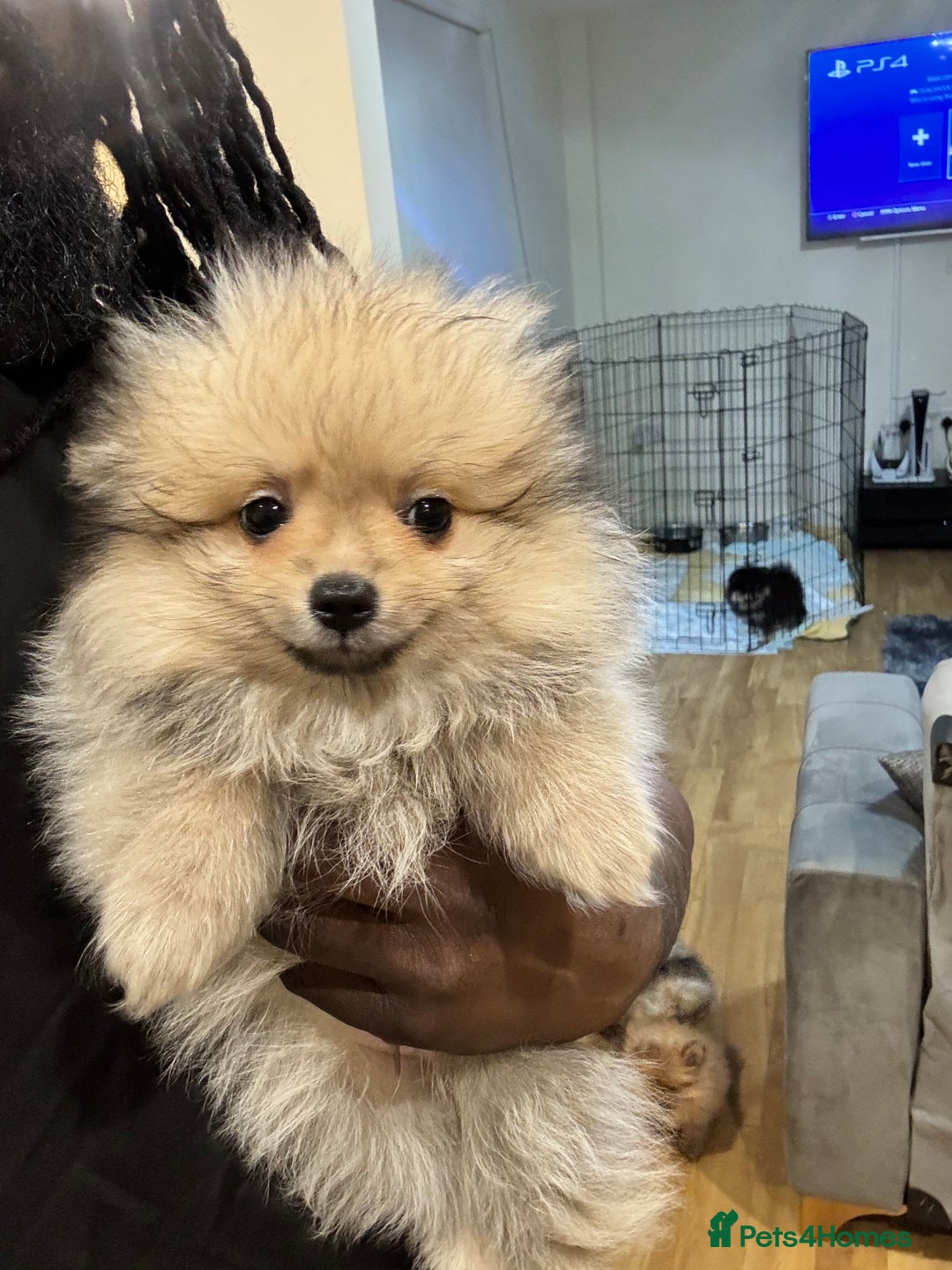 Pomeranian dogs for sale: Amazing Show Quality Pomeranian Puppies!!! in London - Image 1