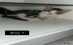 British Shorthair cats for sale: Ready to leave beautiful kittens!🥰❤️🌟 - Image 5