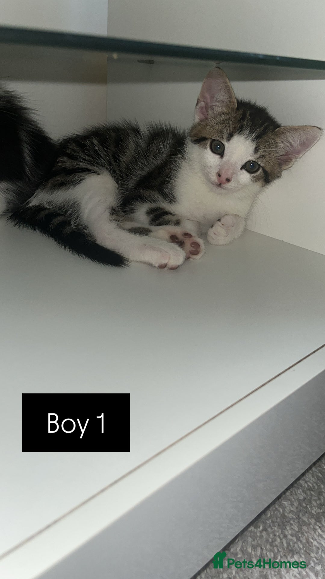 British Shorthair cats for sale: Ready to leave beautiful kittens!🥰❤️🌟 - Image 5