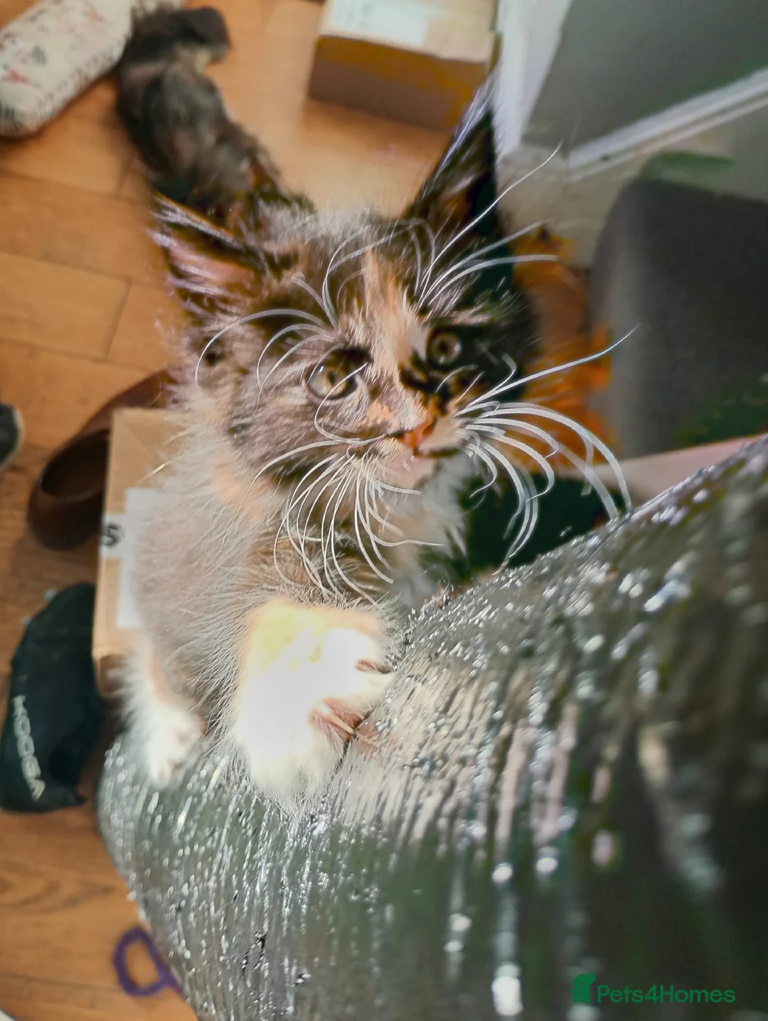 Maine Coon cats for sale: 5 x Maine Coon X kittens  - Advert 2