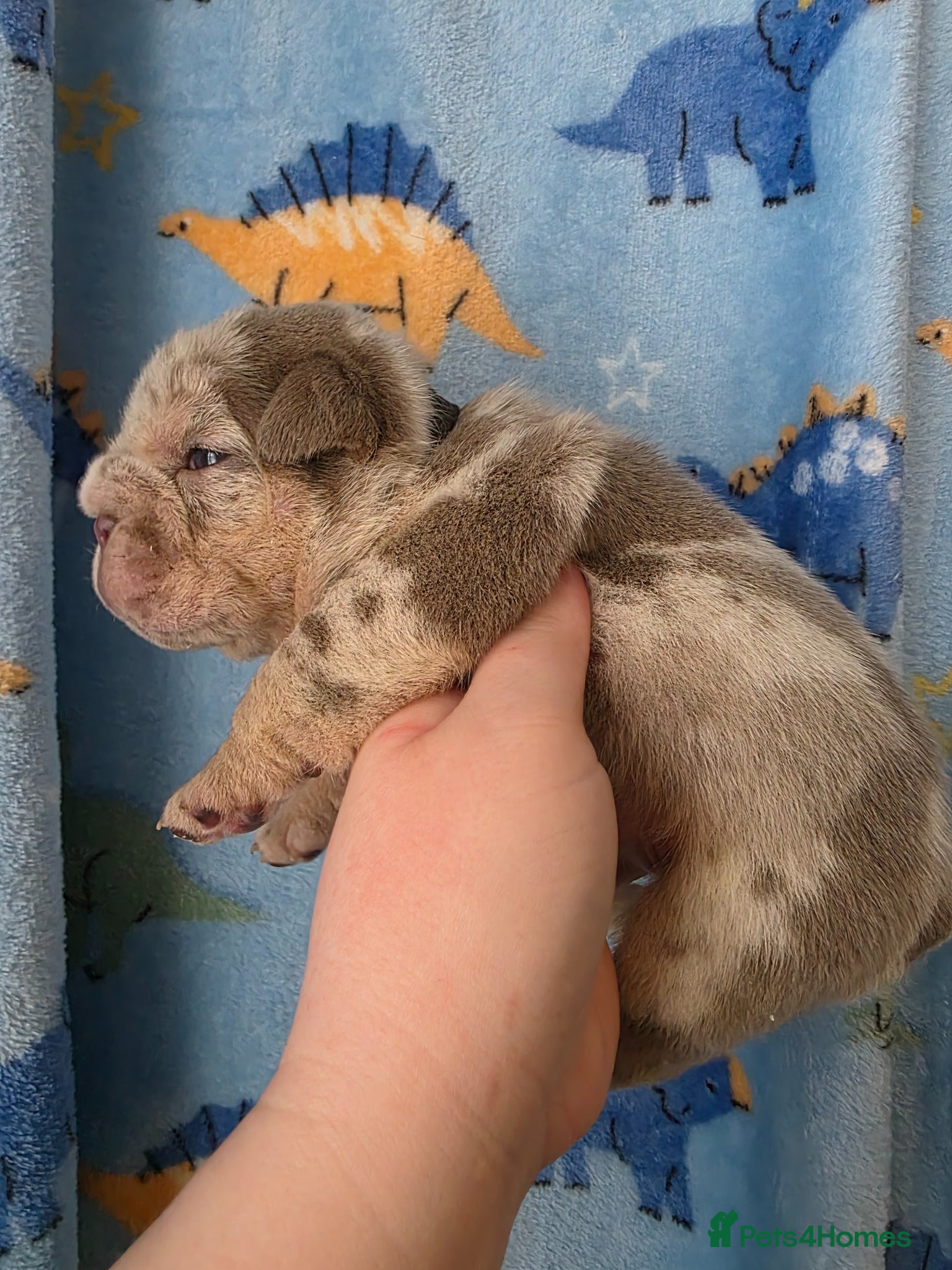 English Bulldog dogs Kc british bulldog pups - Advert 16