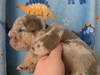 English Bulldog dogs Kc british bulldog pups - Advert 16