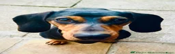 Dachshund dogs for sale: Male Chocolate & Tan Dapple 3 month old Dachshund - Advert 10