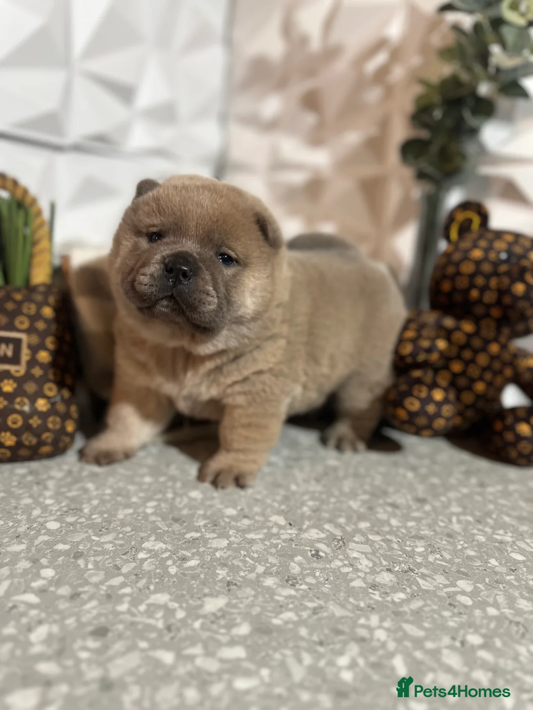 Chow Chow dogs for sale: 4 stunning pedigree chow chow puppies  in Walsall - Advert 5