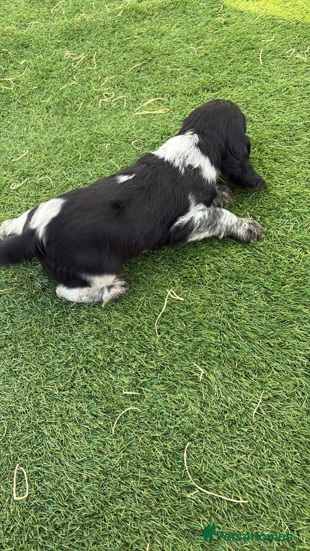 Cocker Spaniel dogs for sale: Showtype cocker spaniel - Image 9