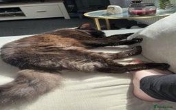 Mixed Breed cats for sale: 5 beautiful kittens looking for their forever home - Image 17