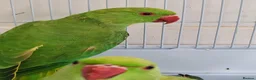 Mixed Breed birds for sale: Indian Ringneck Parakeets  - Advert 6