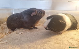 Guinea Pig rodents for sale: Pair of Male Guinea Pigs  - Image 2