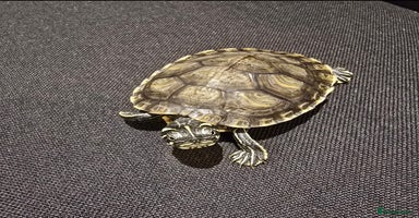 Turtle reptiles - Advert 2