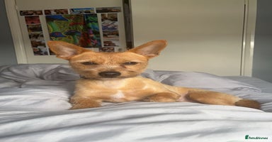 Chorkie dogs - Advert 8