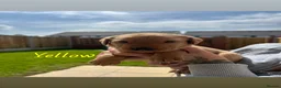 Labrador Retriever dogs for sale: *Videos* 7 KC-Registered Fox Red Labrador Pups🐶 - Advert 14