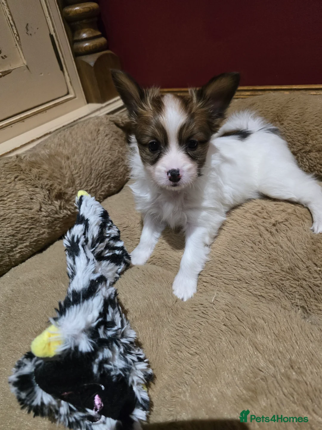 Papillon dogs for sale: ROYAL KENNEL CLUB registered,  DNA tested perents  - Advert 5